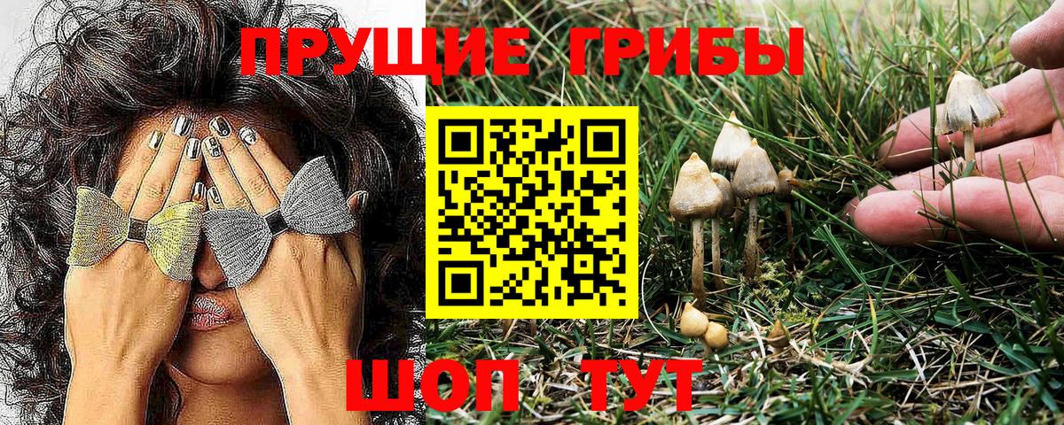 Дедовск  Псилоцибиновые грибы MAGIC MUSHROOMS  Вход с VPN 